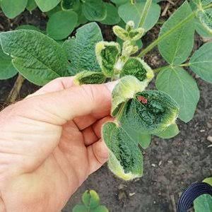 글로벌 디 캄바 시장